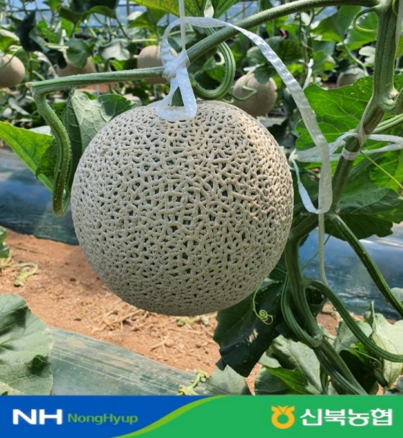 [신북농협Pick!] 달달한 제철 햇 메론 (3.2kg/4kg/8kg)5151