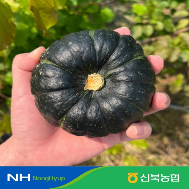 [신북농협 Peak!] 미니밤호박 보우짱((하우스)) 2kg/3kg5159