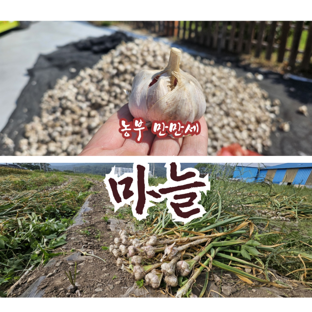 (풋거름)난지형 대서마늘 남도마늘(5kg/10kg/20kg)6178
