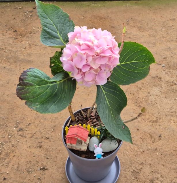 [체험활동꾸러미] (골망태정원)수국힐링정원 (보성)8430