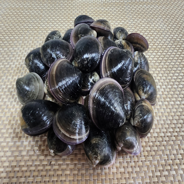 (홍지수산) 모시조개1kg 3kg  가무락 흑모시8709