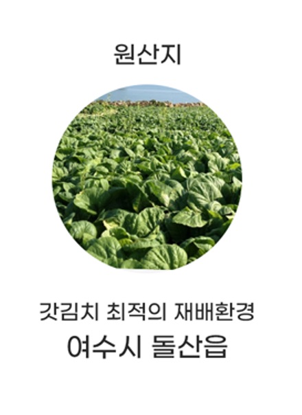 산지직송 여수 돌산갓 절임갓  5kg8861