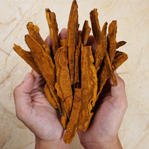 (반석대군농장) 상황버섯  30g9116