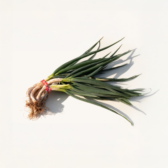 [김치식자재] (호렙농원) 무농약 대파 8.5kg9312